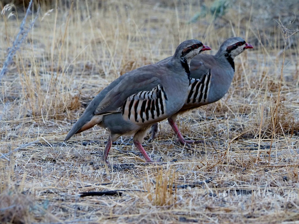 Chukar - Annabelle  Foos