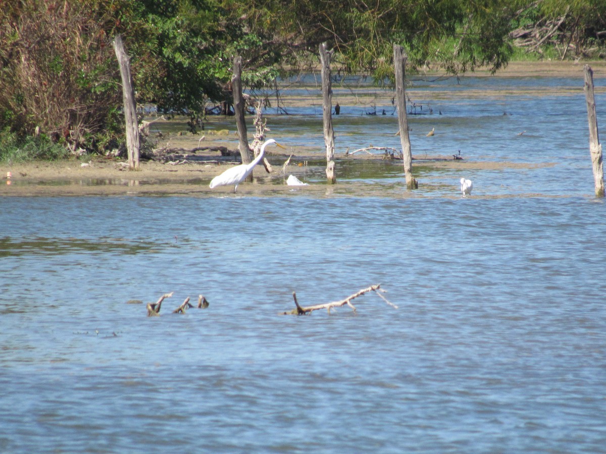 Great Egret - Twylabird Jean