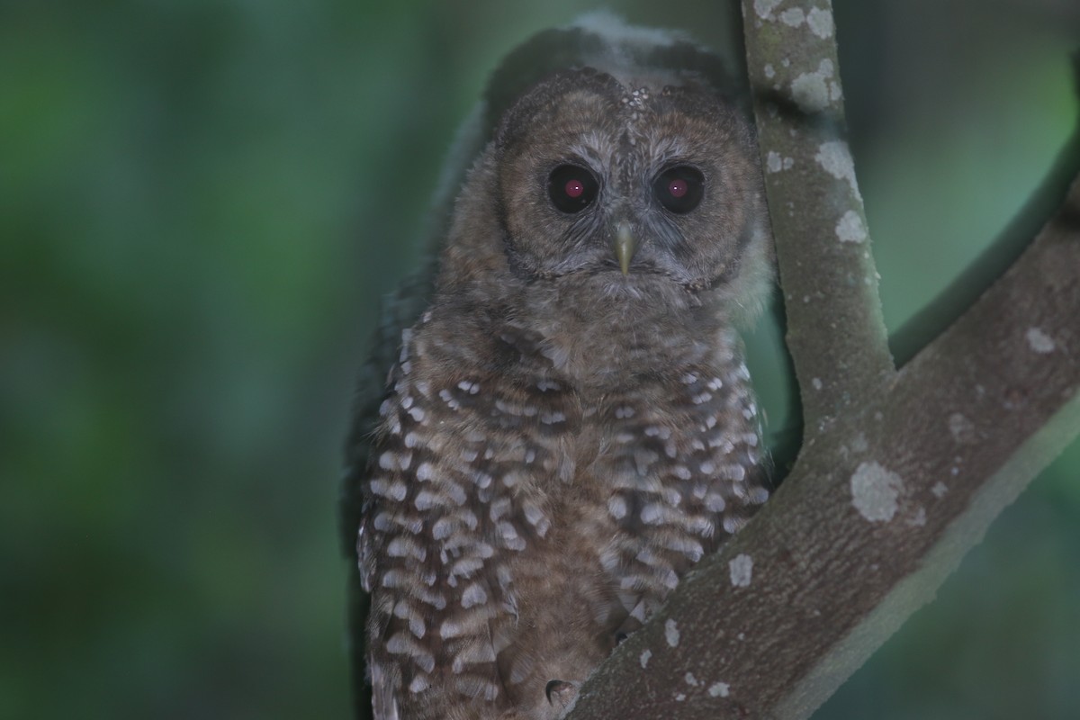 puštík západní (ssp. occidentalis) - ML624209035