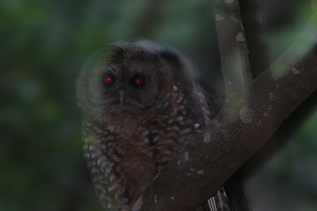 Spotted Owl (California) - ML624209042