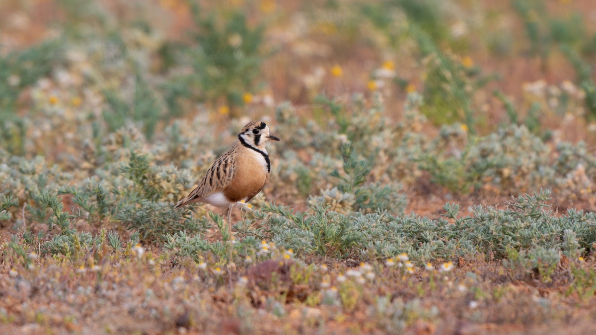 Inland Dotterel - ML624209082