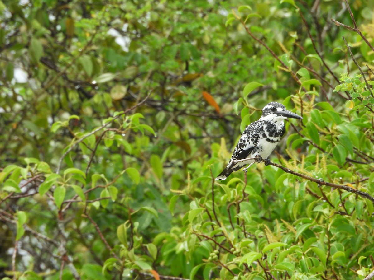 Pied Kingfisher - ML624209083