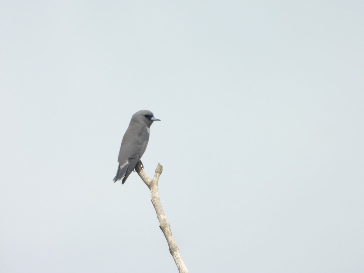 Ashy Woodswallow - ML624209095