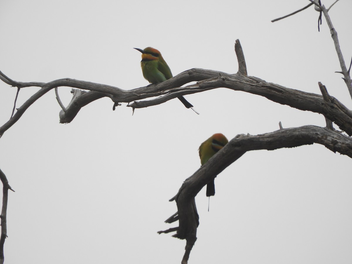 Rainbow Bee-eater - ML624209096