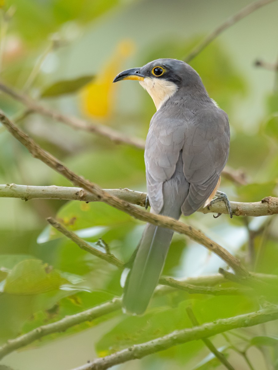 Mangrove Cuckoo - Gustavo Rojas