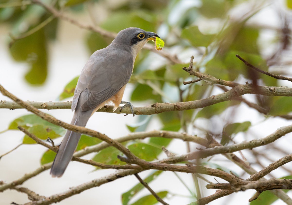 Mangrove Cuckoo - ML624209098