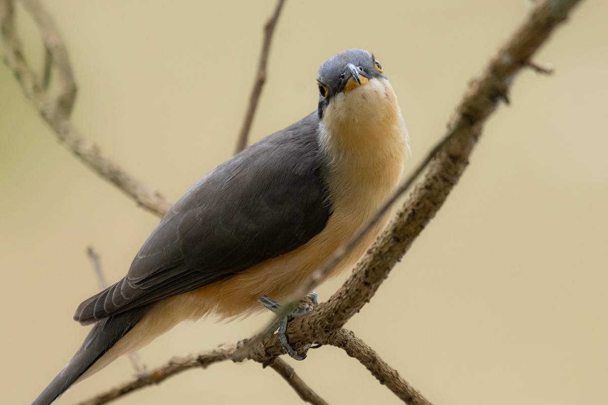 Mangrove Cuckoo - ML624209099