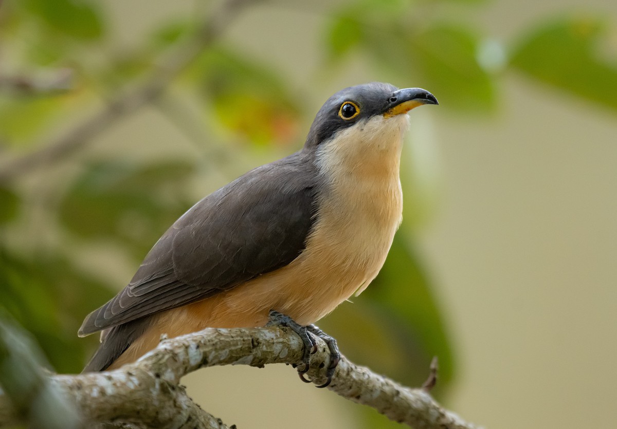 Mangrove Cuckoo - ML624209100