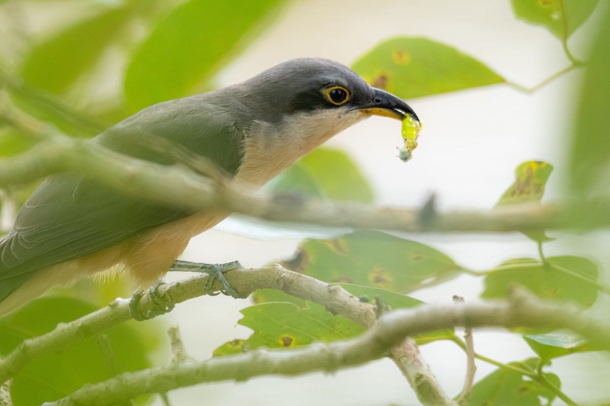 Mangrove Cuckoo - ML624209101