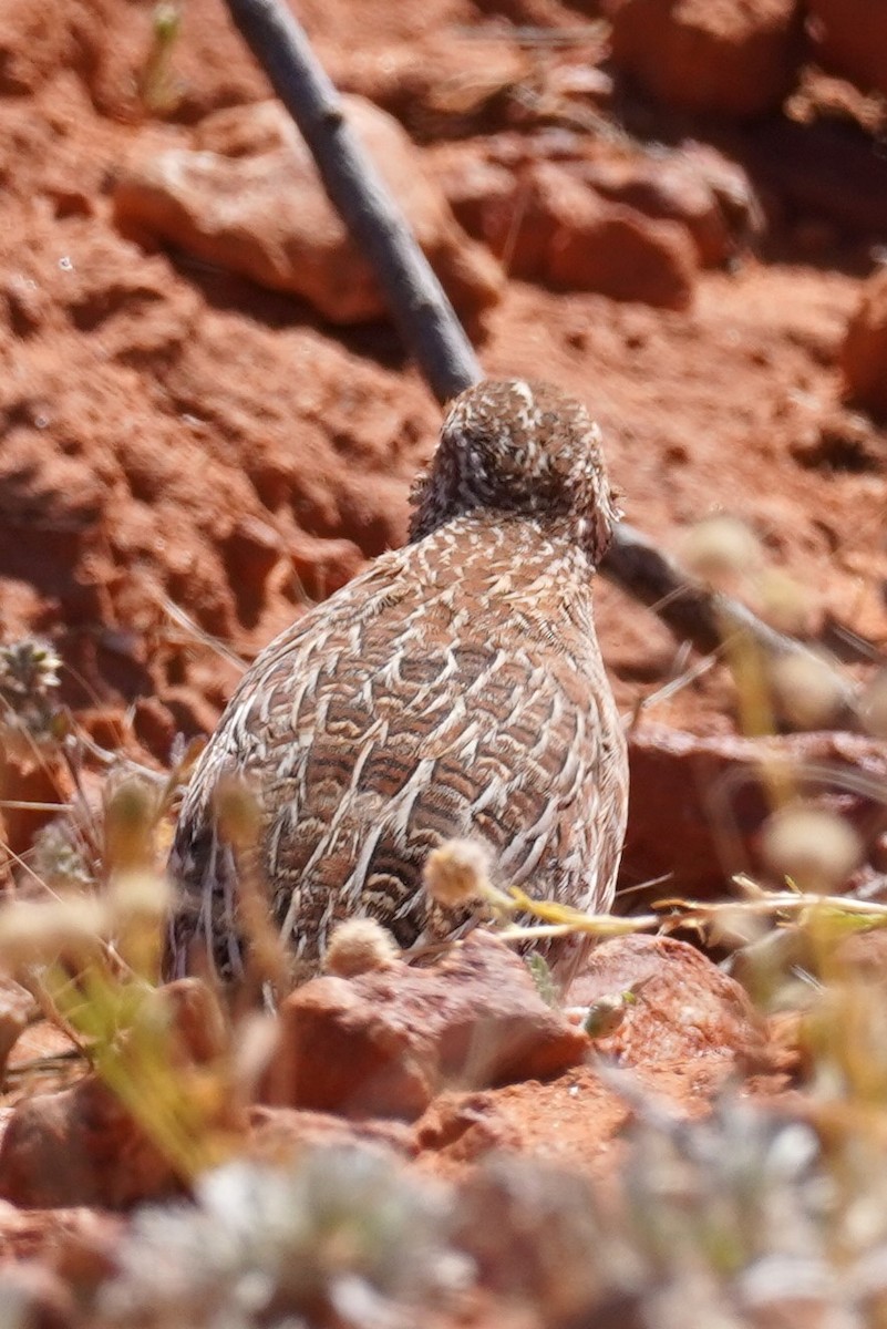 Little Buttonquail - ML624209104