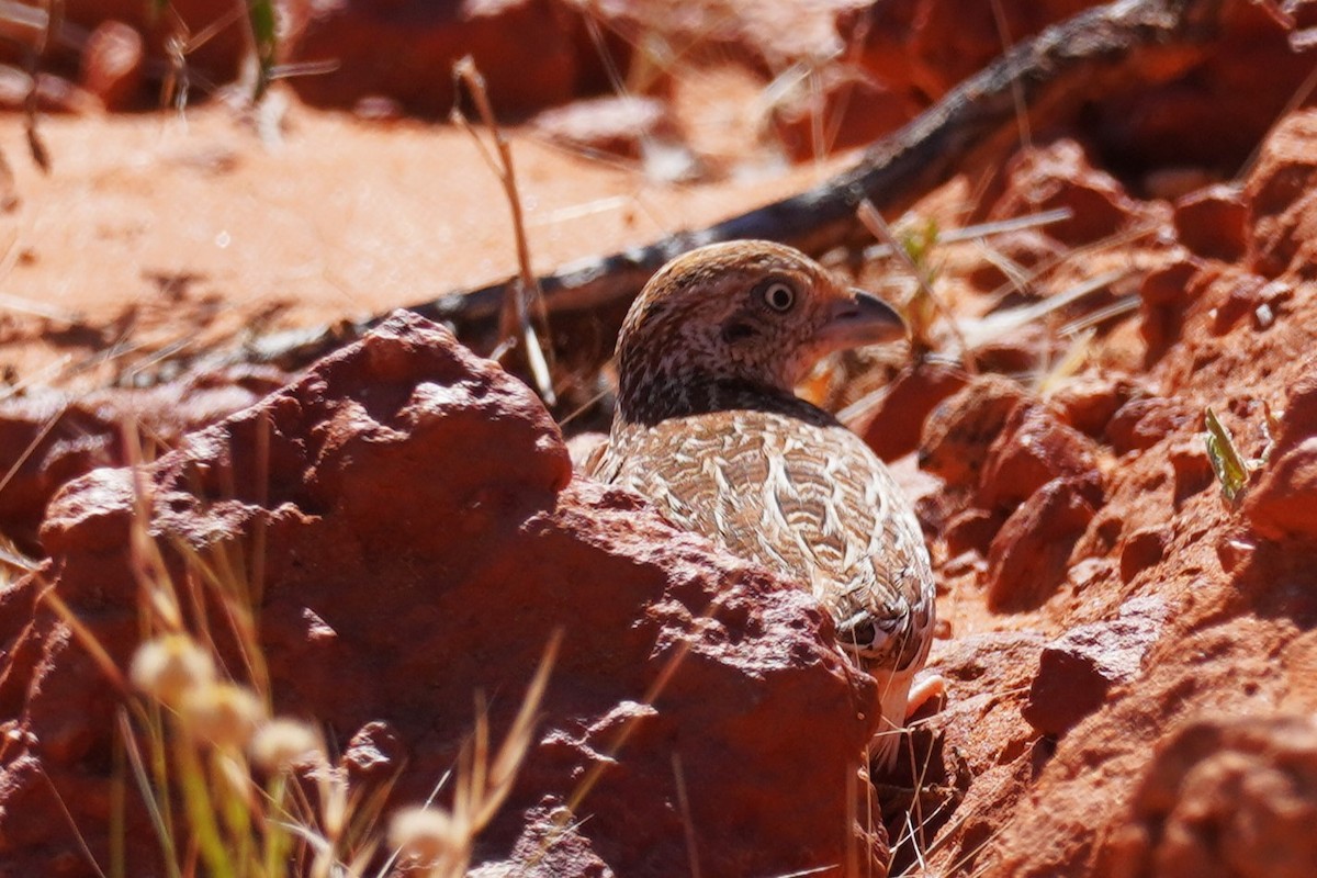 Little Buttonquail - ML624209105