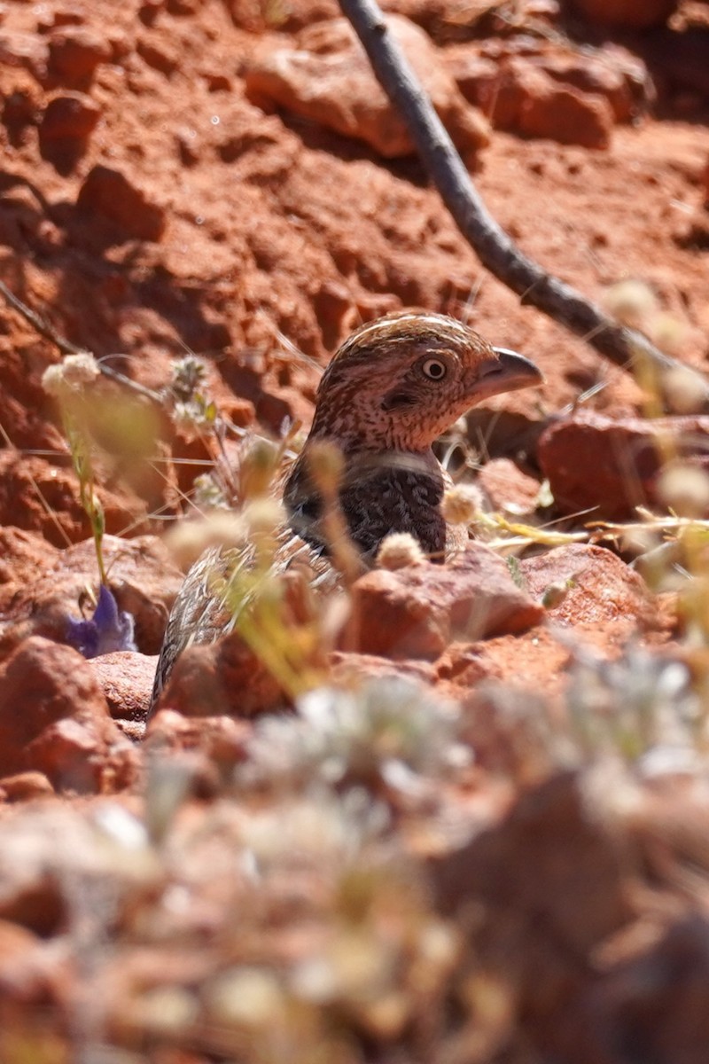 Little Buttonquail - Ellany Whelan