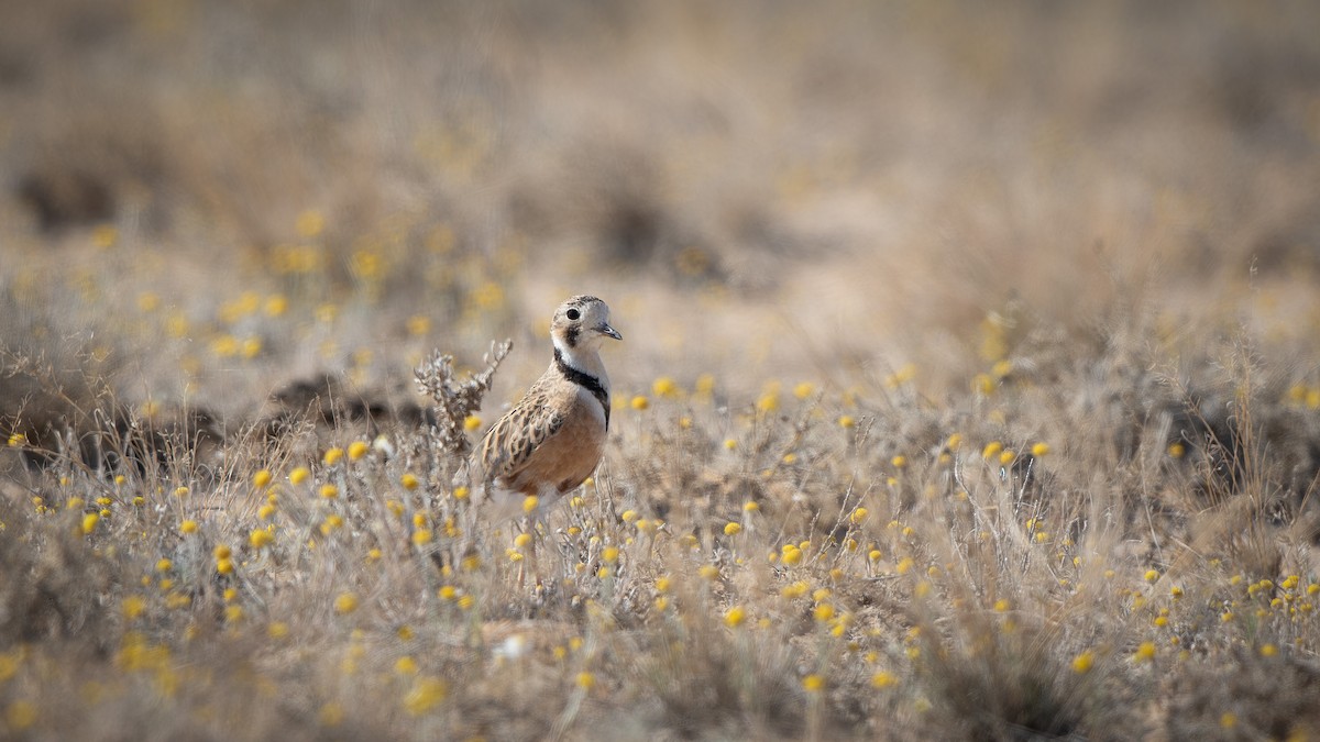 Inland Dotterel - ML624209114