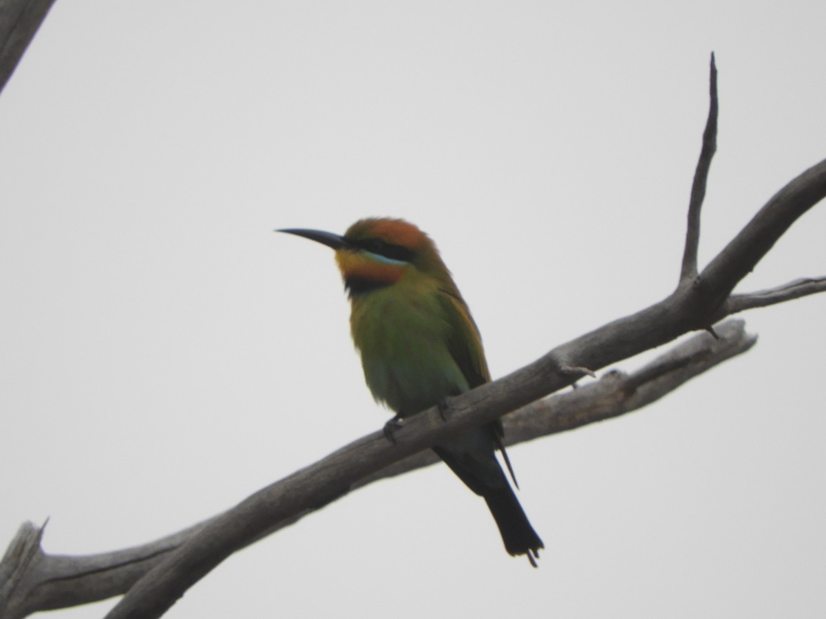 Rainbow Bee-eater - ML624209119