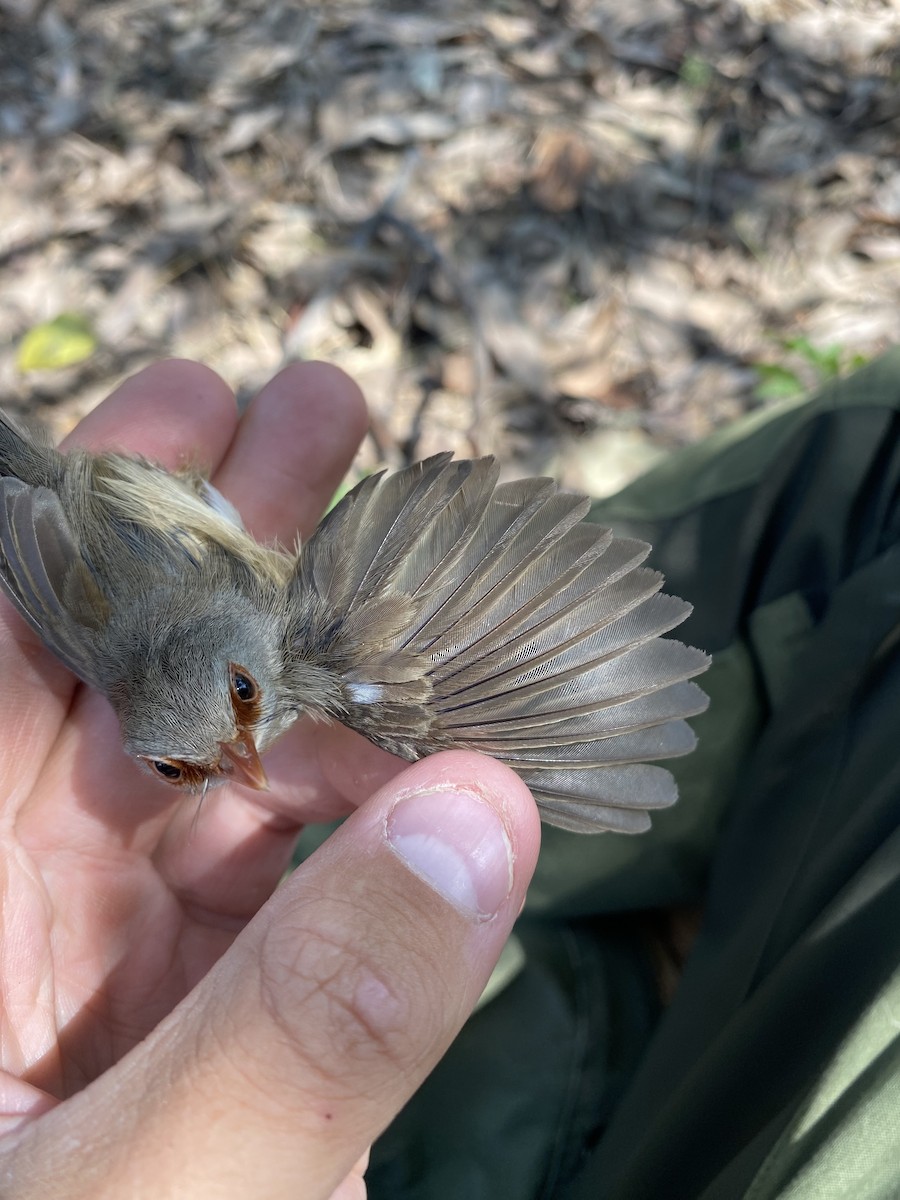 Variegated Fairywren - ML624209131