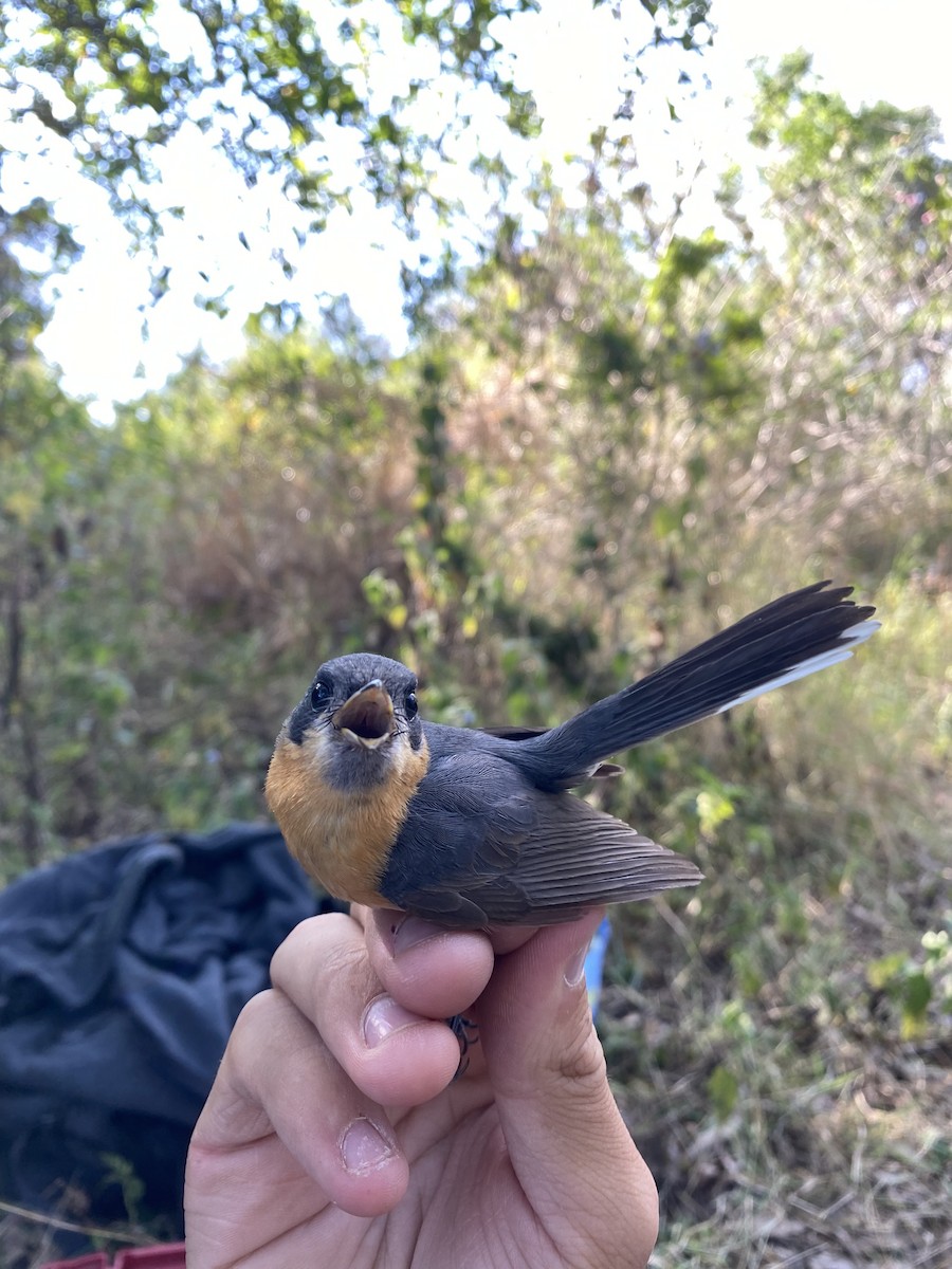 Monarca de Anteojos (gouldii/melanorrhous) - ML624209133