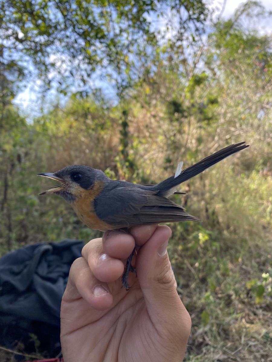 Monarca de Anteojos (gouldii/melanorrhous) - ML624209134