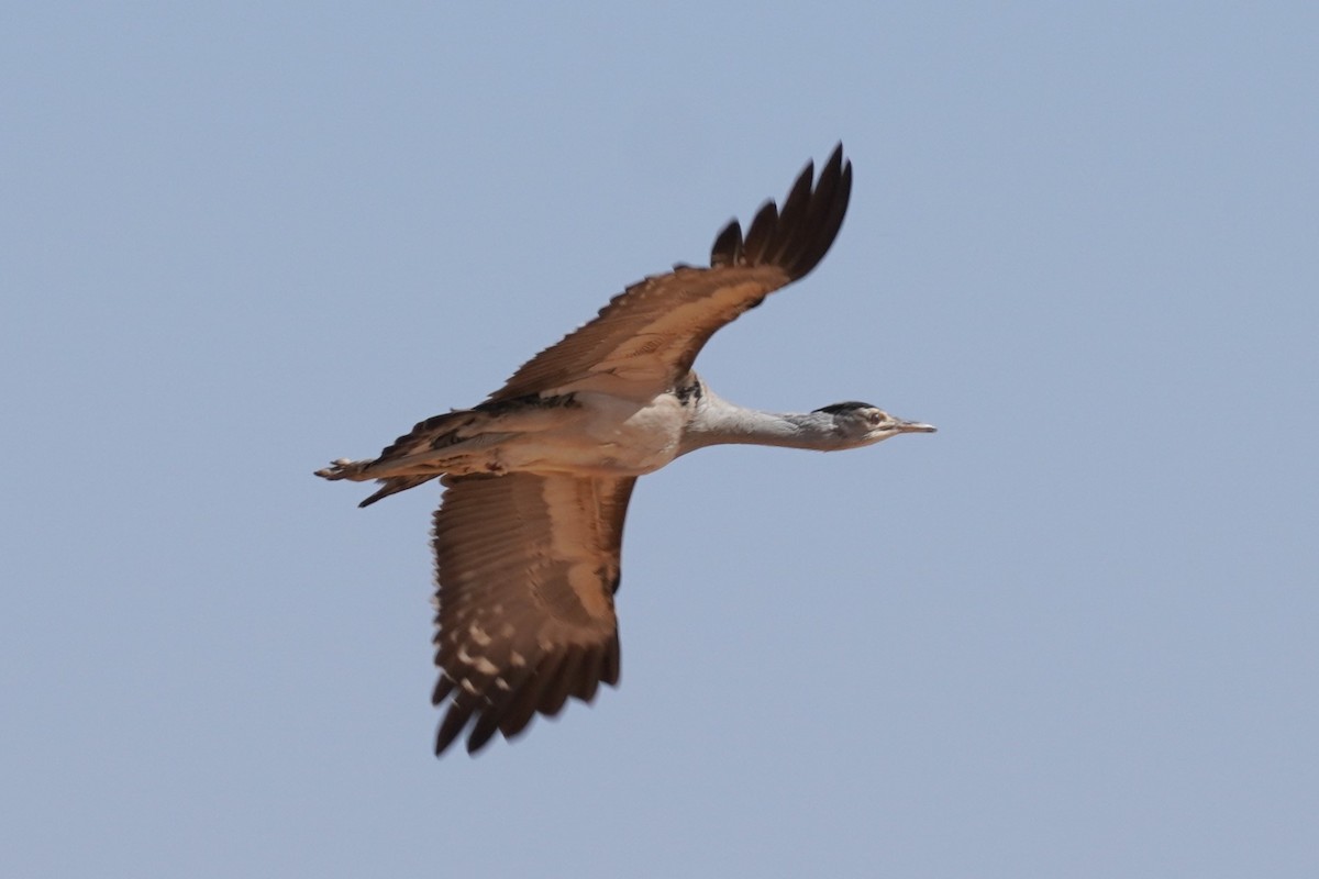 Australian Bustard - Ellany Whelan