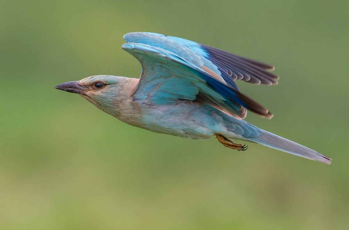 European Roller - ML624209140