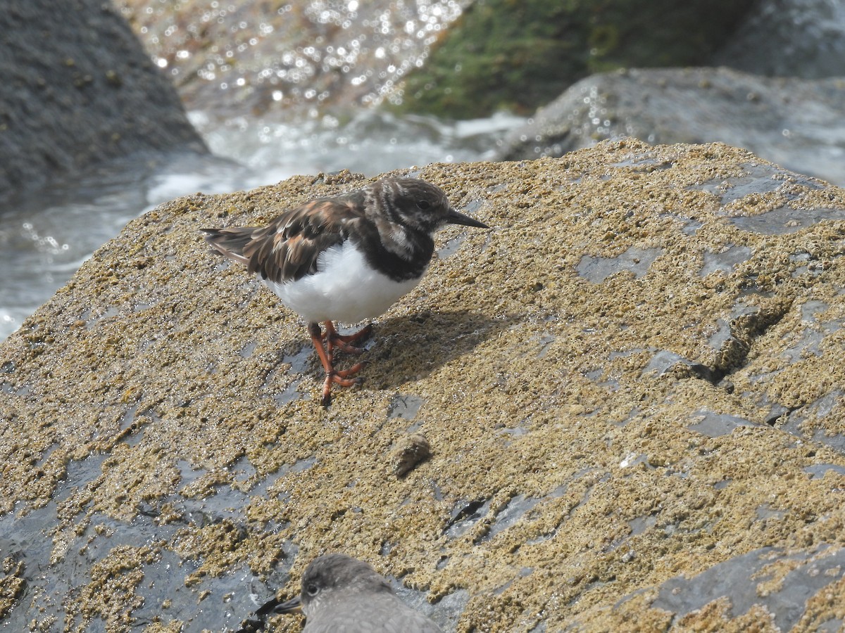 Ruddy Turnstone - ML624209160