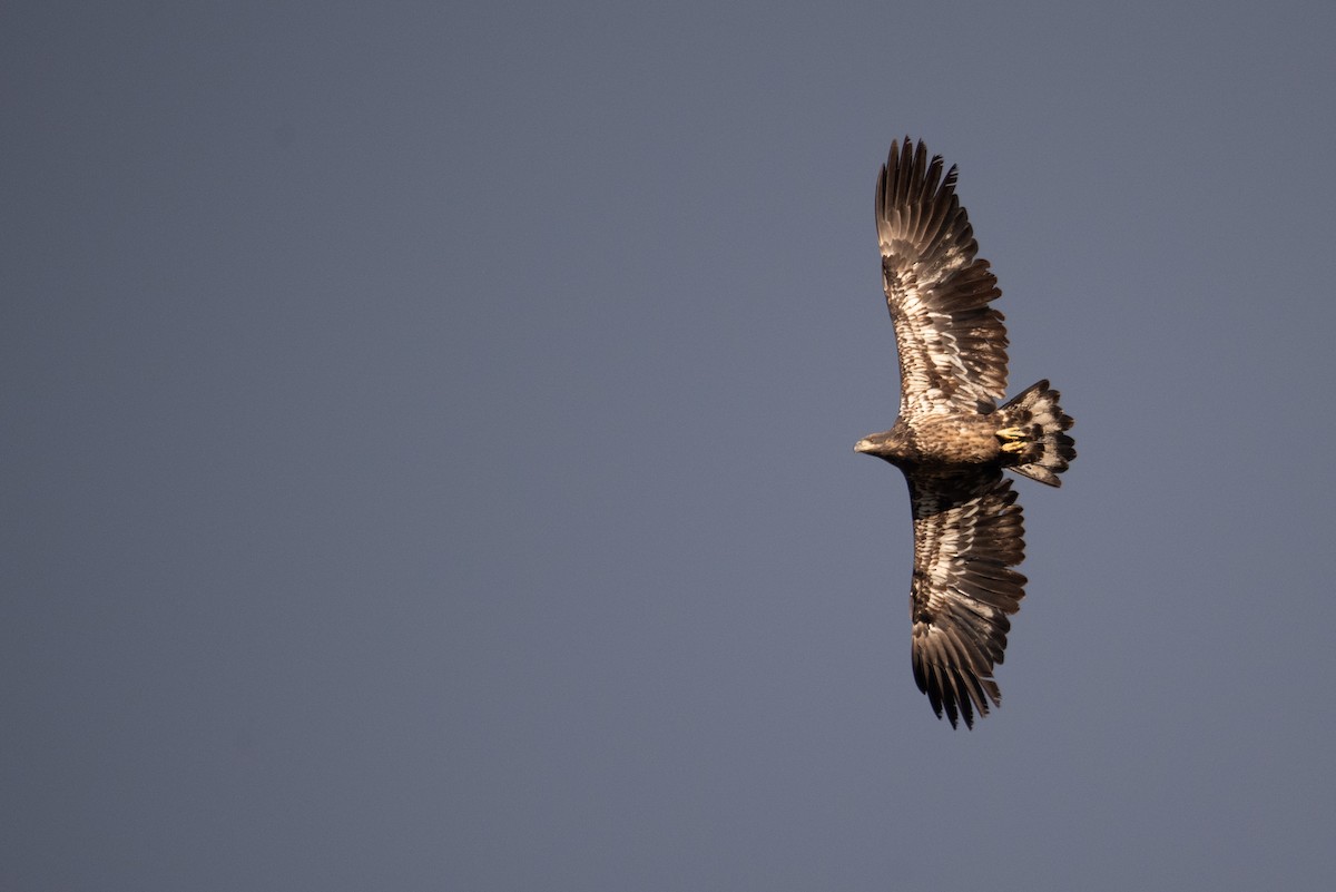 Bald Eagle - ML624209182