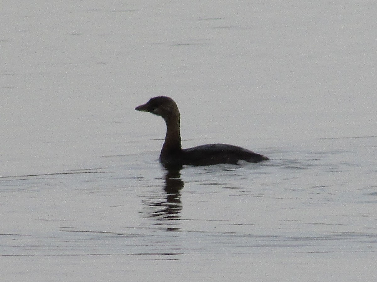 Pied-billed Grebe - ML624209198