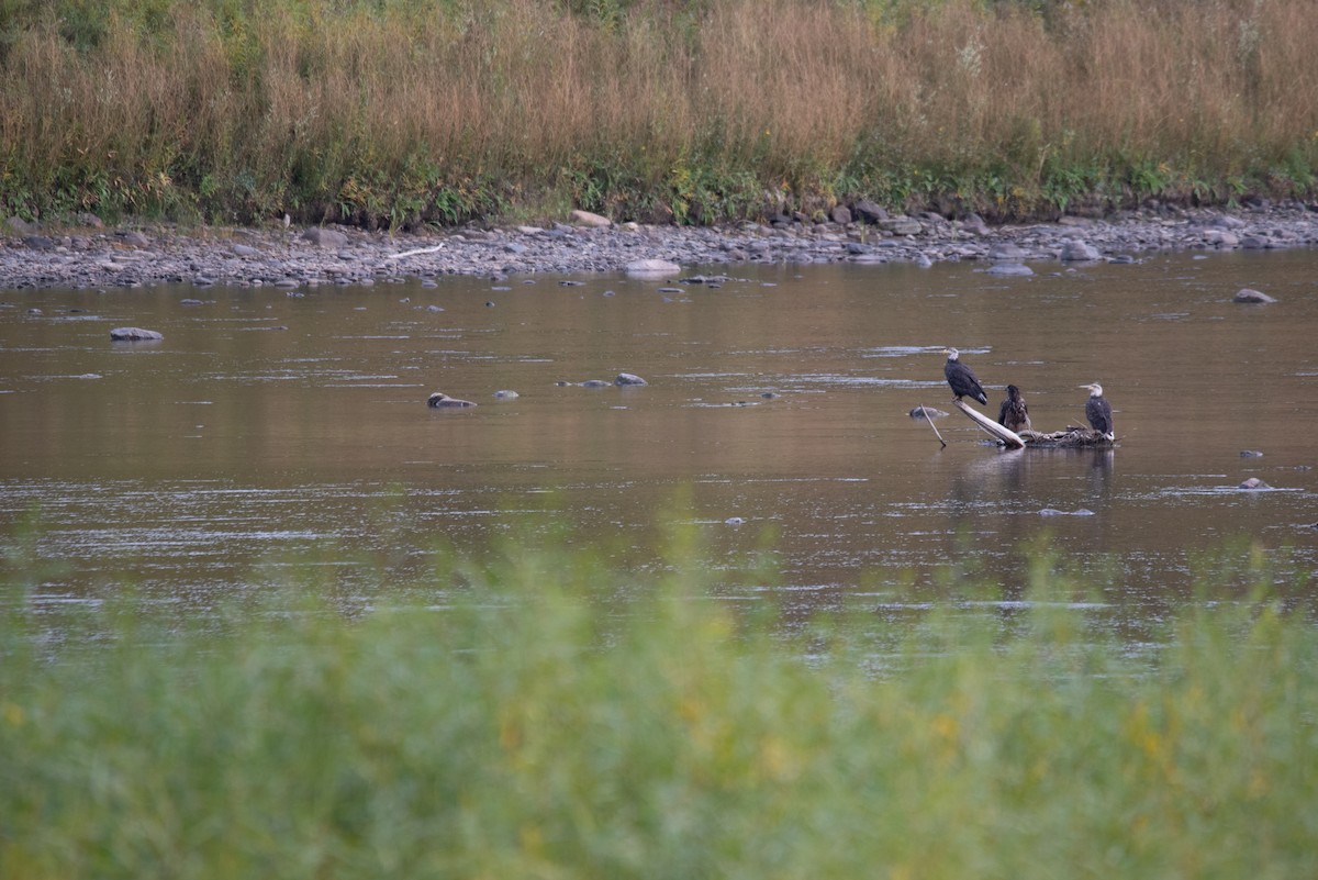 Bald Eagle - ML624209199