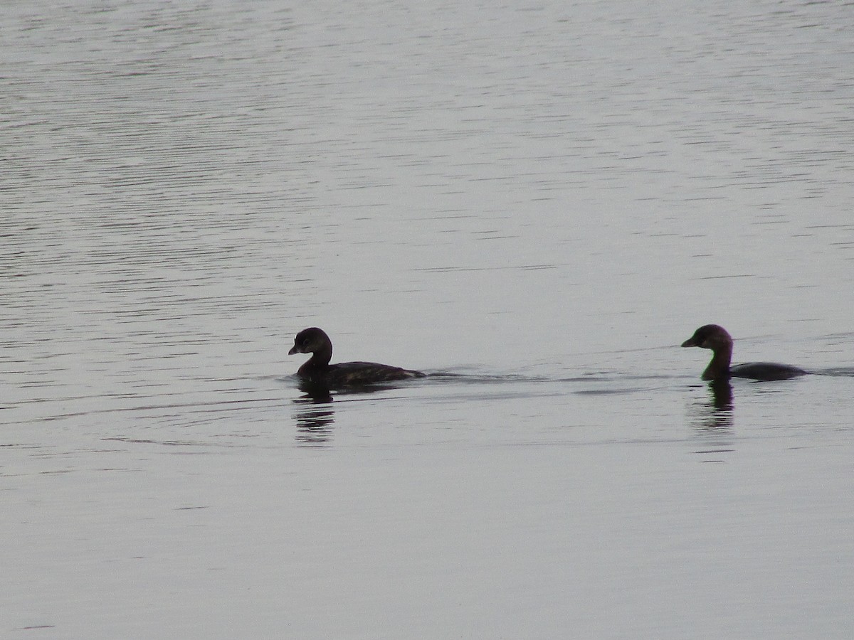 Pied-billed Grebe - ML624209200