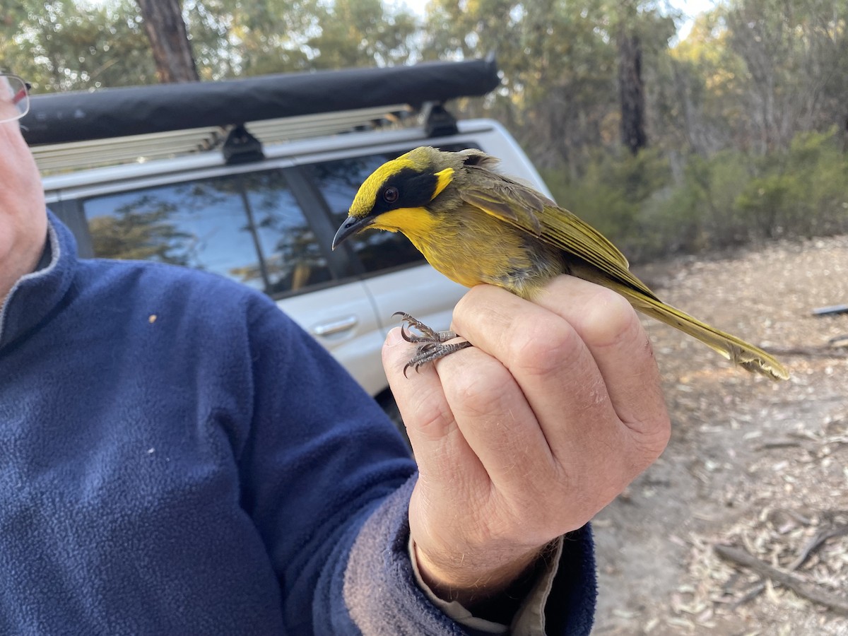 Yellow-tufted Honeyeater - Lucas Corneliussen