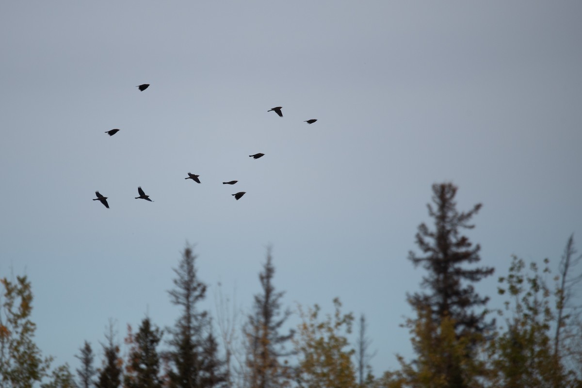 Rusty Blackbird - ML624209208