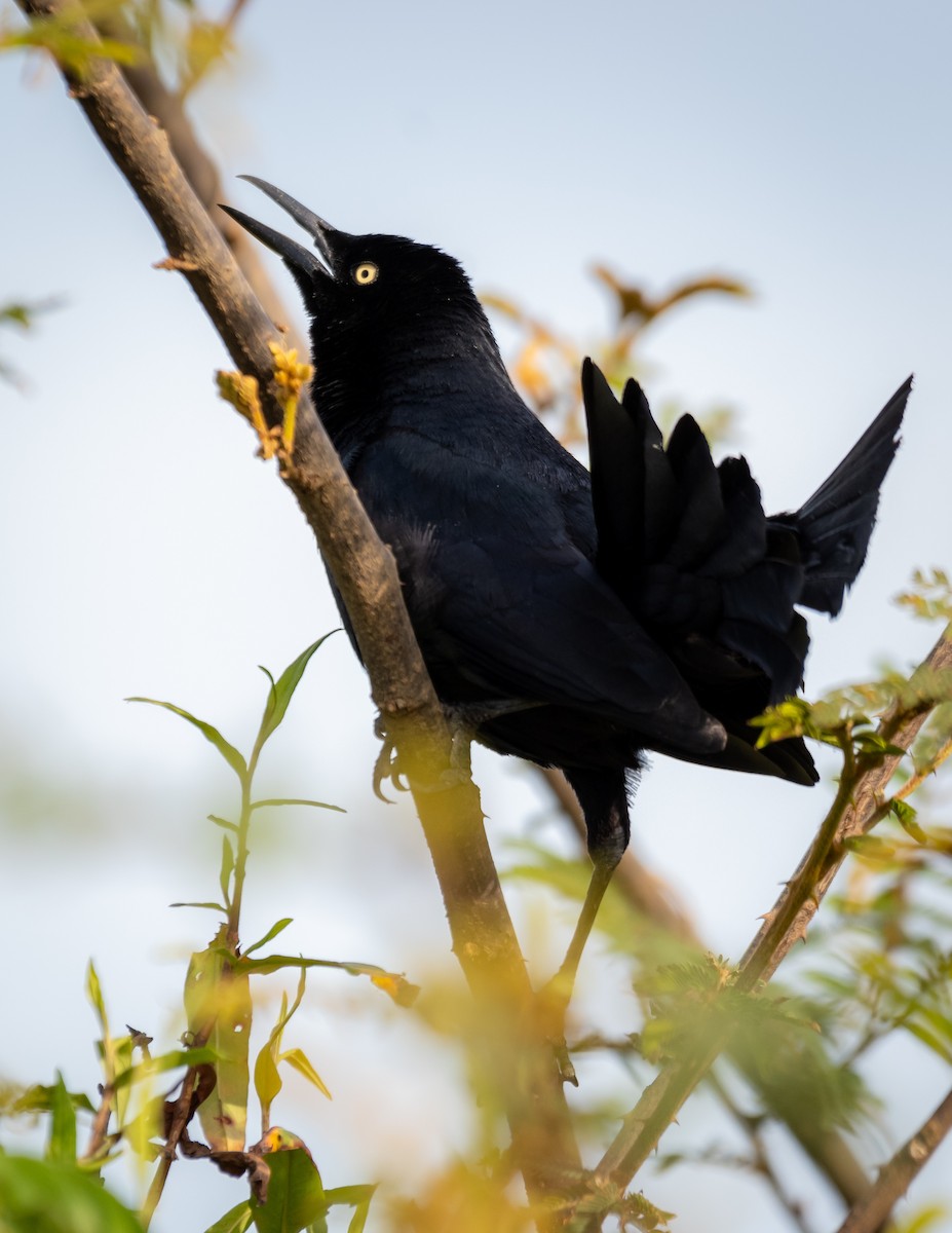 Nicaraguan Grackle - ML624209210