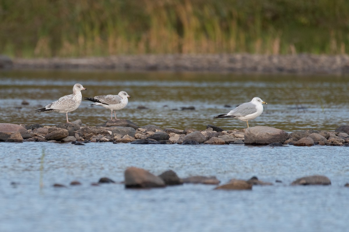 Ring-billed Gull - Philippe Hénault