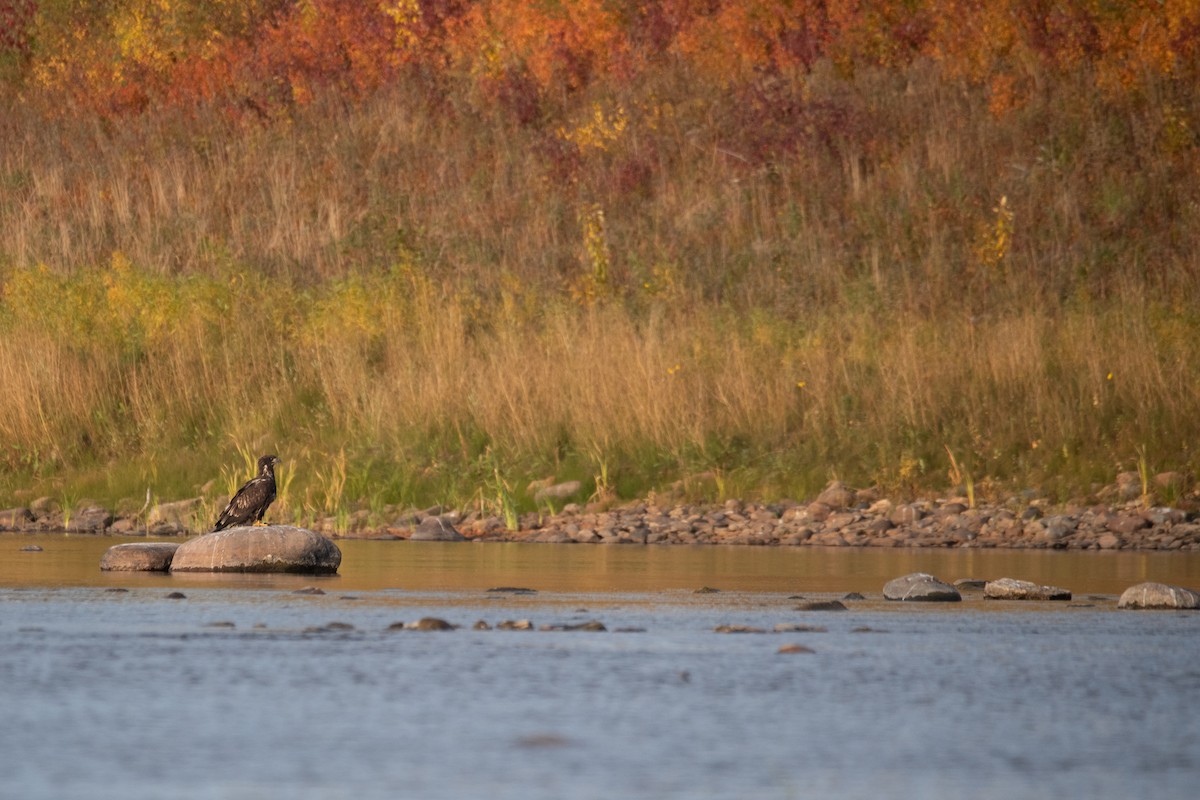 Bald Eagle - ML624209217