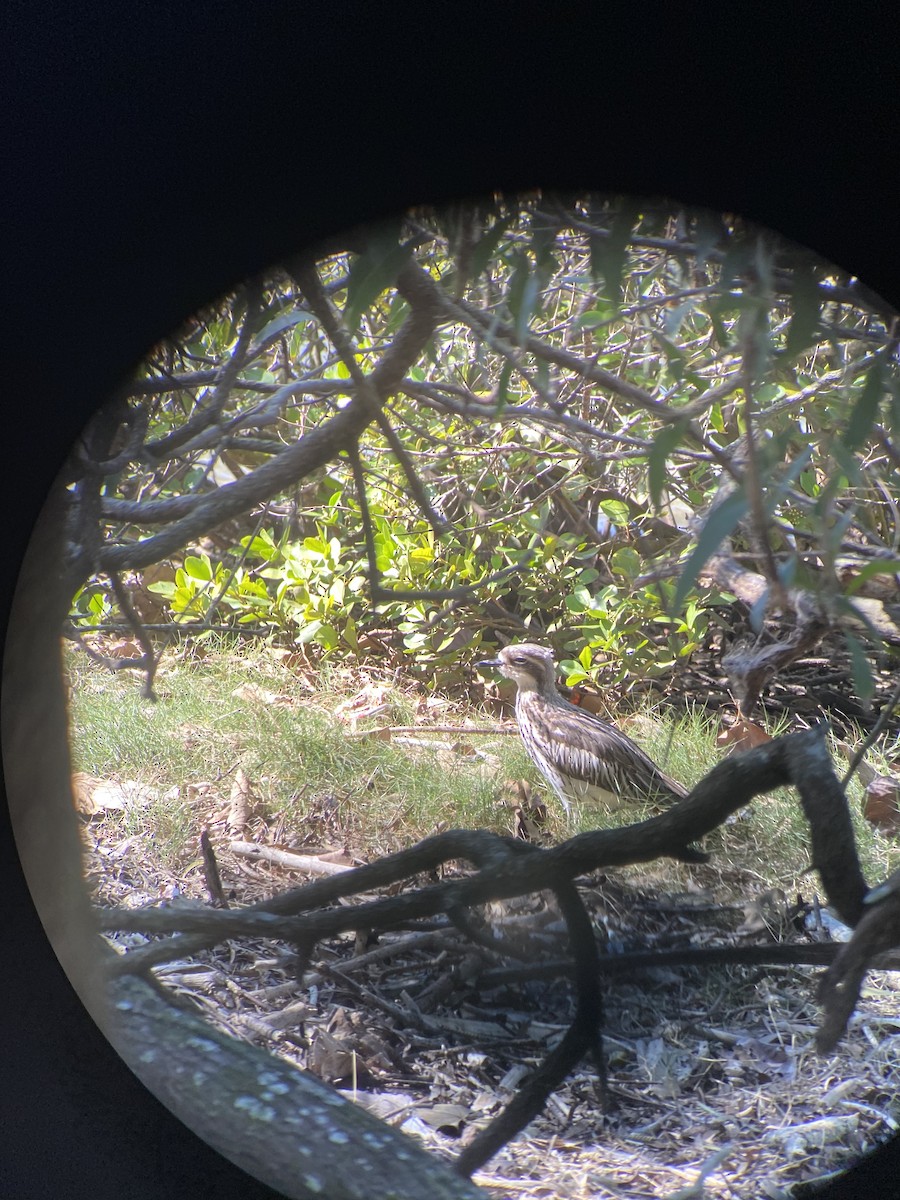 Bush Thick-knee - Lucas Corneliussen