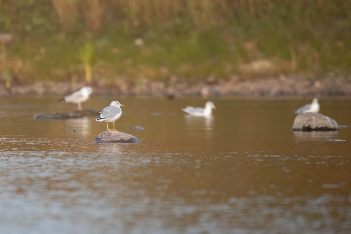 Ring-billed Gull - ML624209224