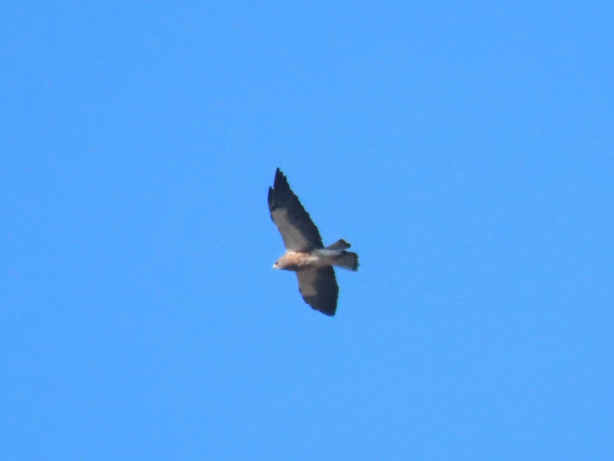 Swainson's Hawk - ML624209225