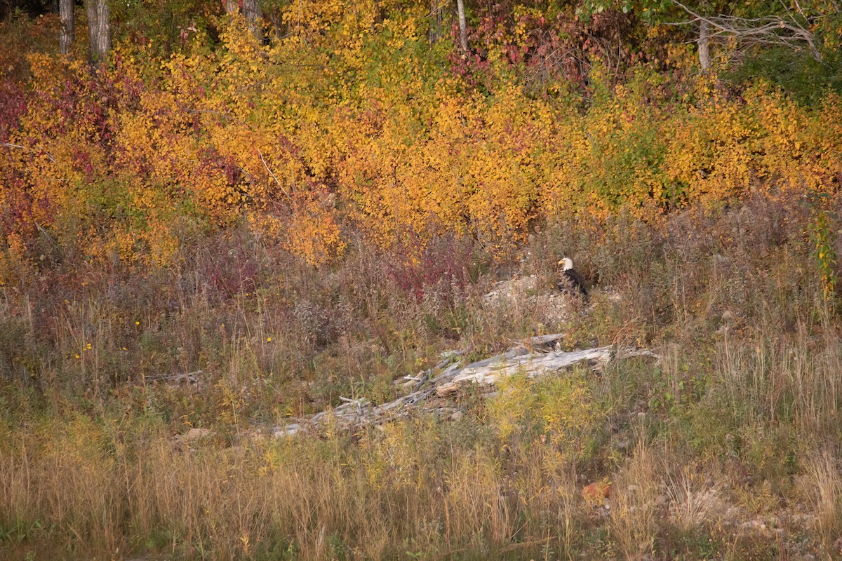 Bald Eagle - ML624209234