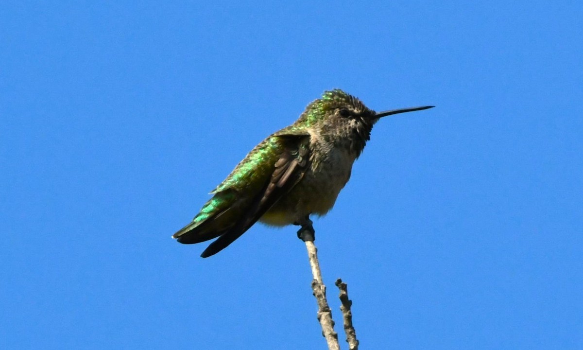 Colibrí de Anna - ML624209237