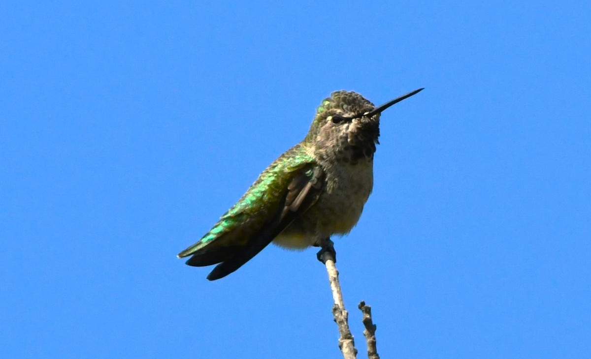 Colibrí de Anna - ML624209238