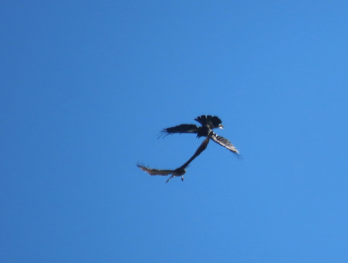 Broad-winged Hawk - ML624209239