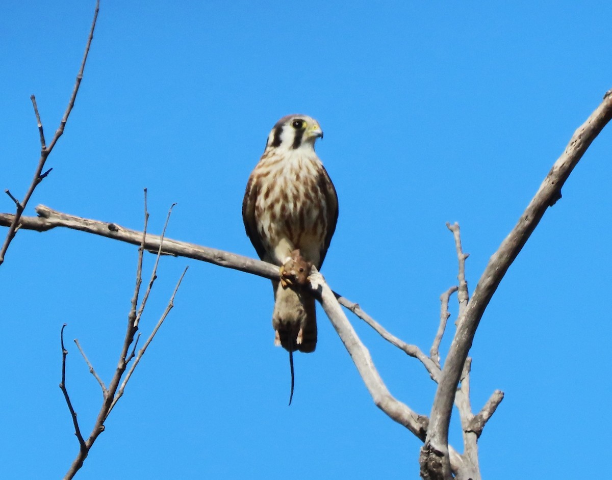 American Kestrel - ML624209243