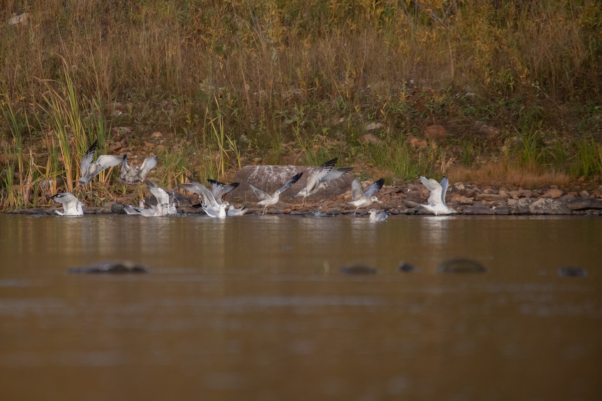 Ring-billed Gull - ML624209245