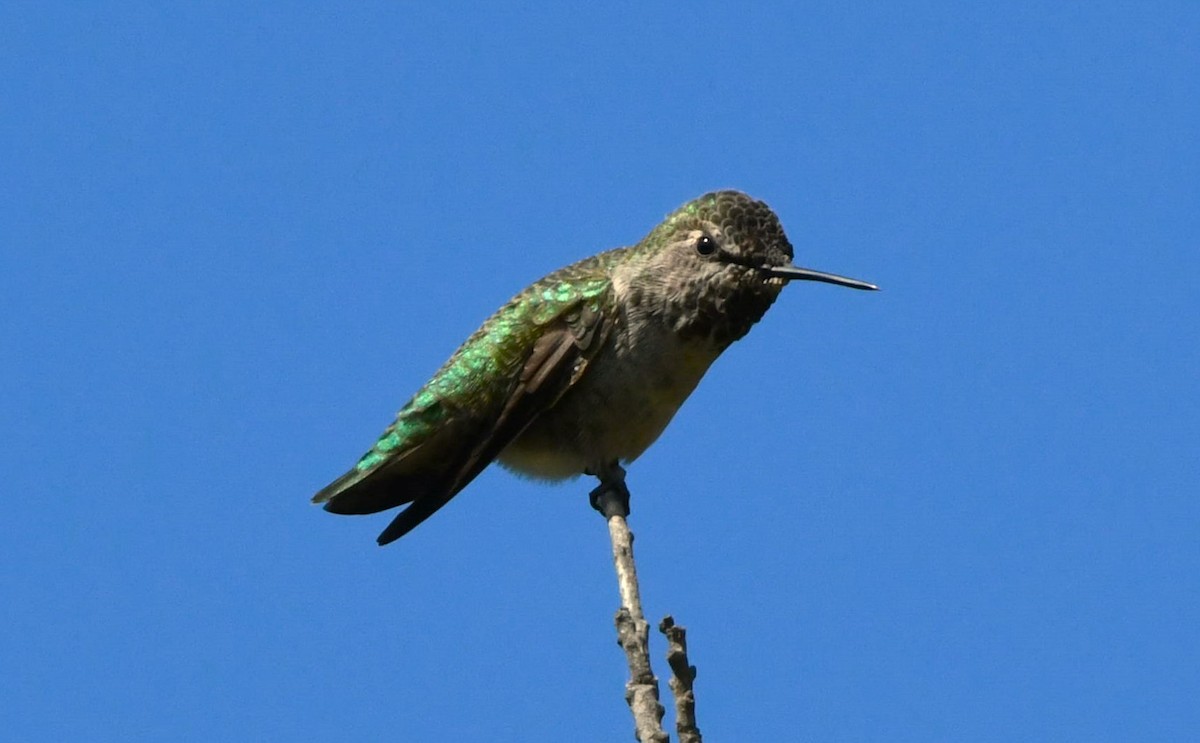 Colibrí de Anna - ML624209246