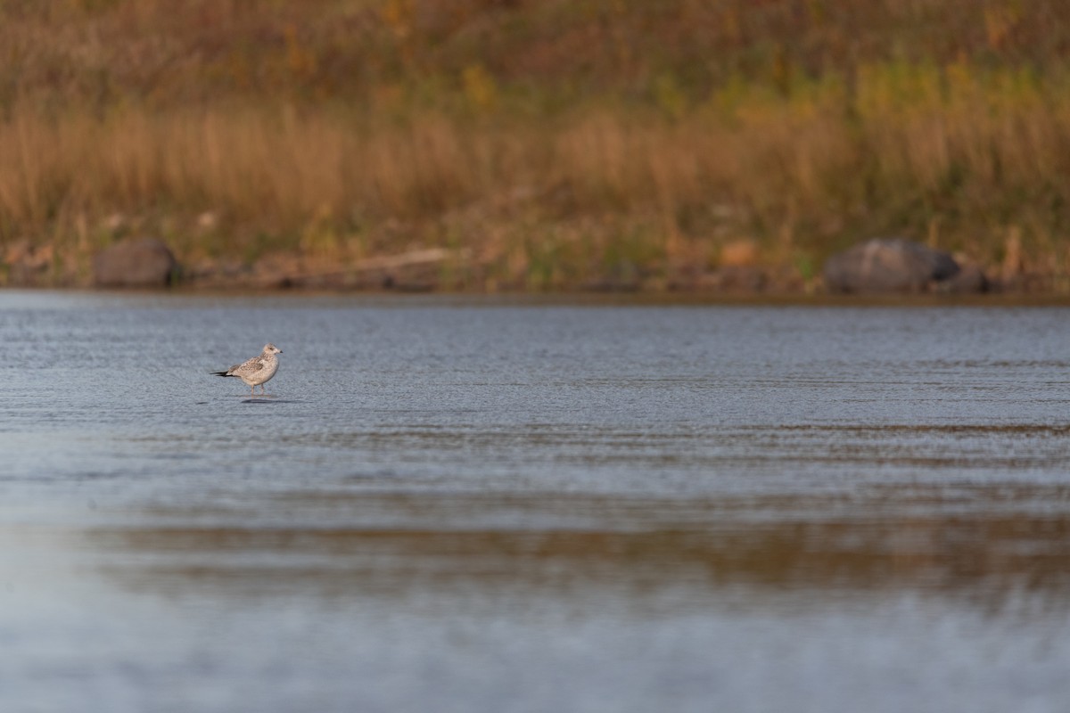 Ring-billed Gull - ML624209248