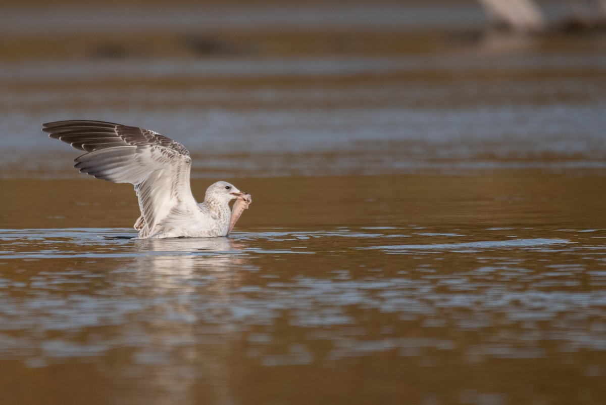 Ring-billed Gull - ML624209254