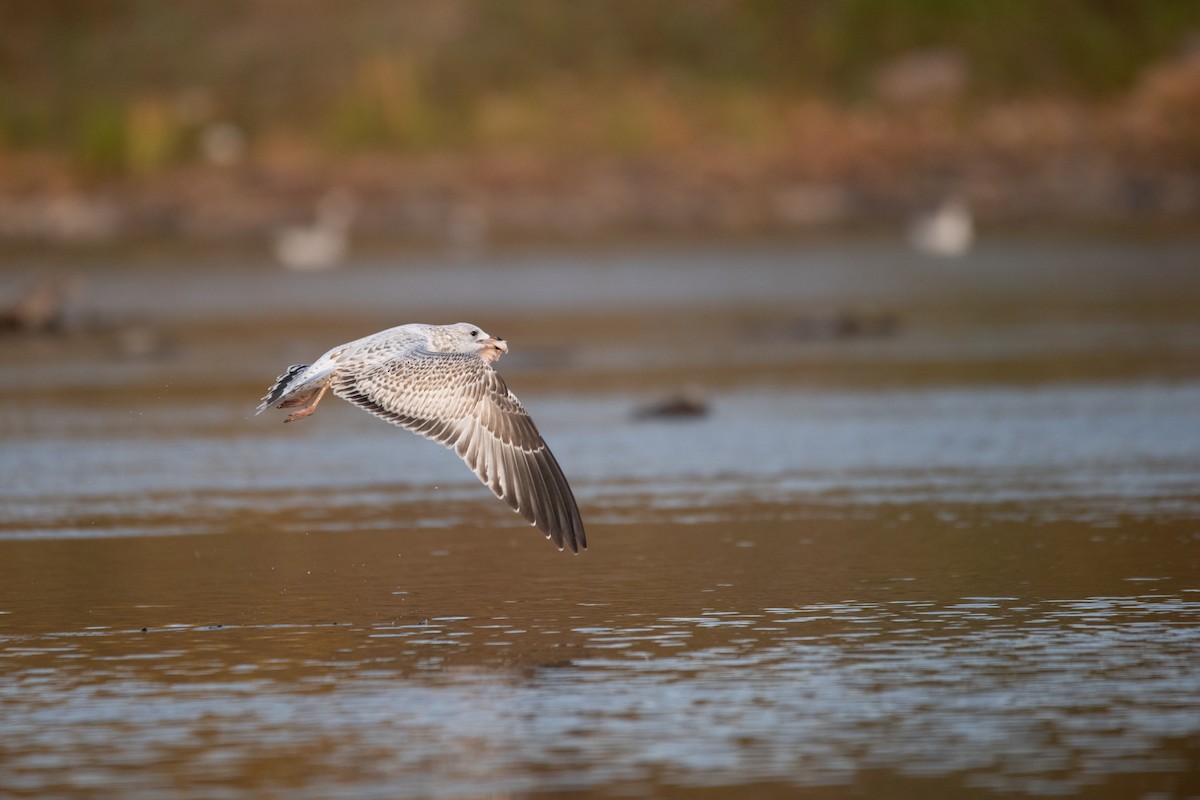 Ring-billed Gull - ML624209256