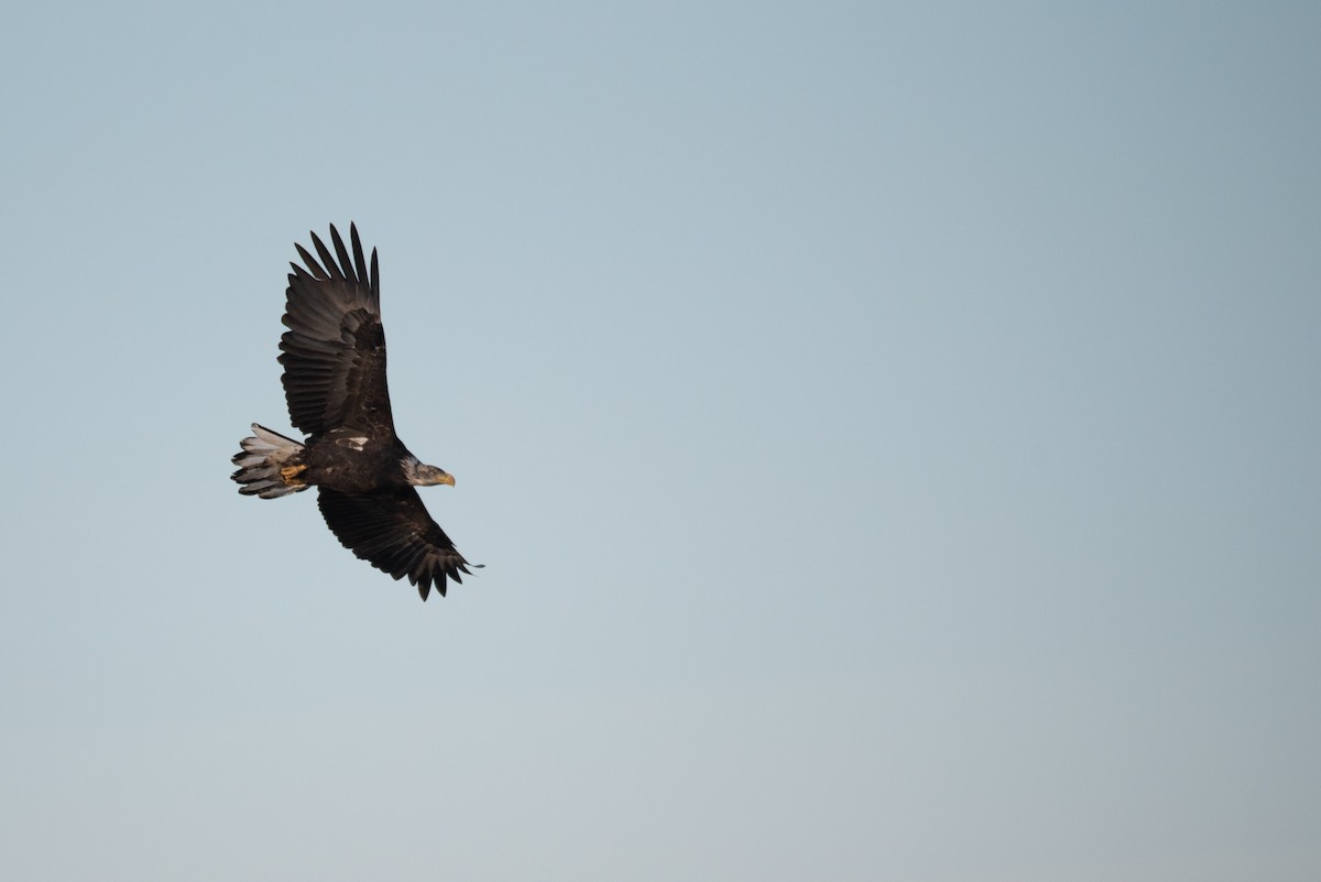 Bald Eagle - ML624209261