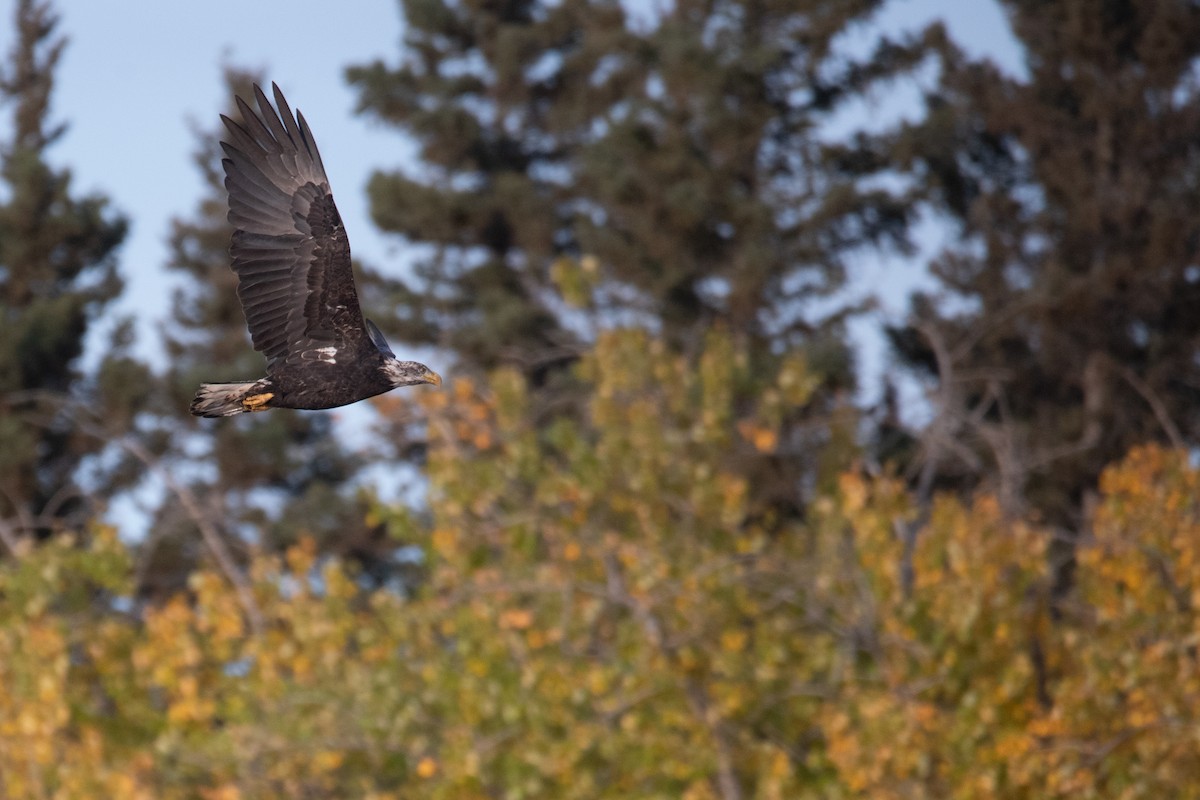 Bald Eagle - ML624209266