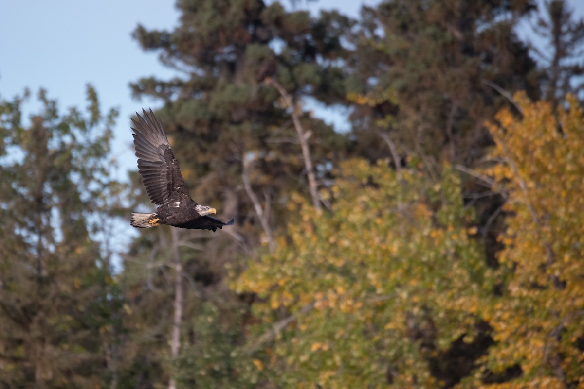 Bald Eagle - ML624209267