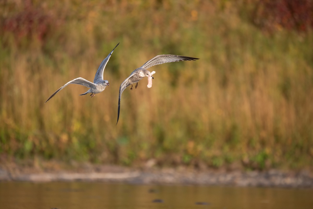 Ring-billed Gull - ML624209273